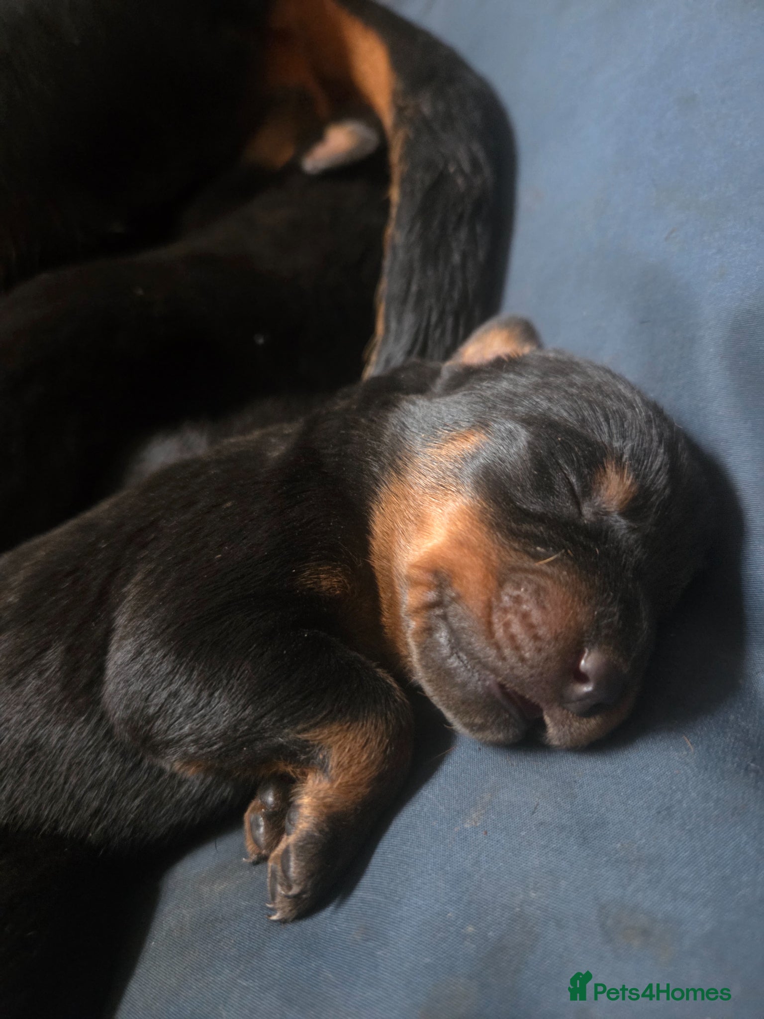 Dobermann dogs Rottermann puppies (Dobermann x Rottweiler) - Advert 15