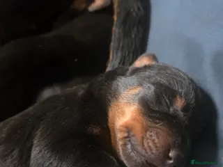 Dobermann dogs Rottermann puppies (Dobermann x Rottweiler) - Advert 15