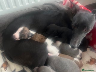 Whippet dogs KC registered stunning selection whippet pups - Advert 7