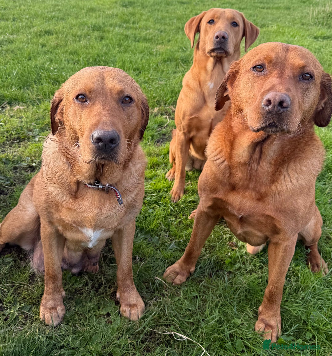 Labrador Retriever dogs for sale: Superb working lab pups parents health tested  - Image 2