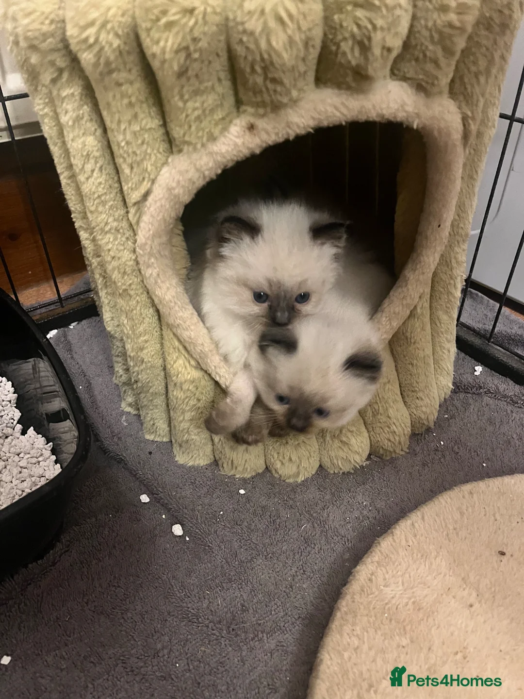 Ragdoll cats for sale:  Beautiful Pure Ragdoll kittens  - Advert 2