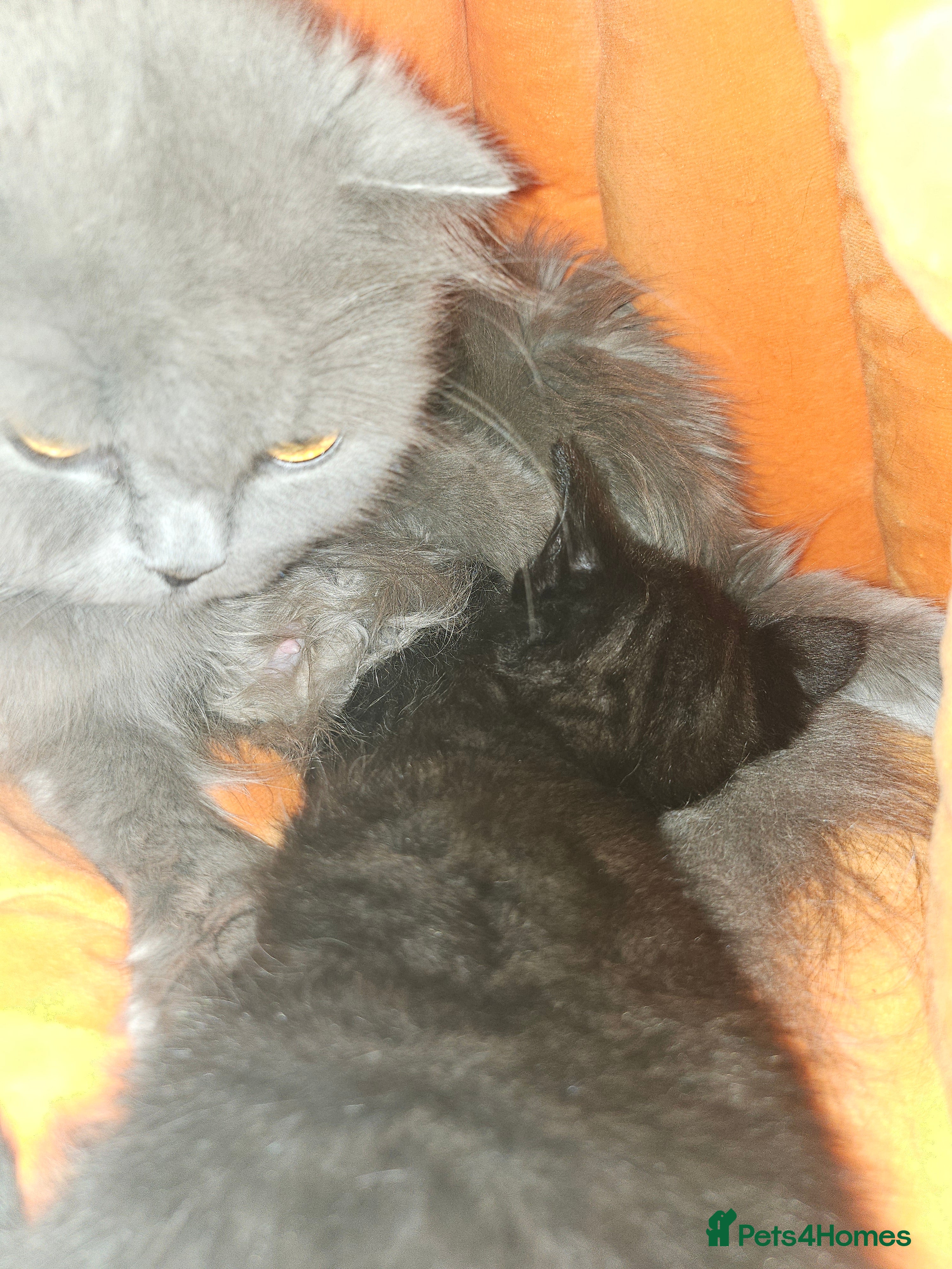 Scottish Fold cats Black british short hair kittens  - Advert 1