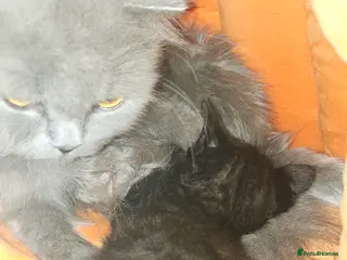 Scottish Fold cats Black british short hair kittens - Advert 9