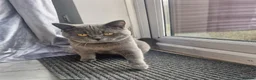 British Shorthair cats for sale: Stunning male british shorthair  - Advert 2