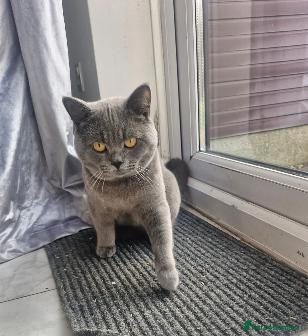British Shorthair cats for sale: Stunning male british shorthair  - Advert 2