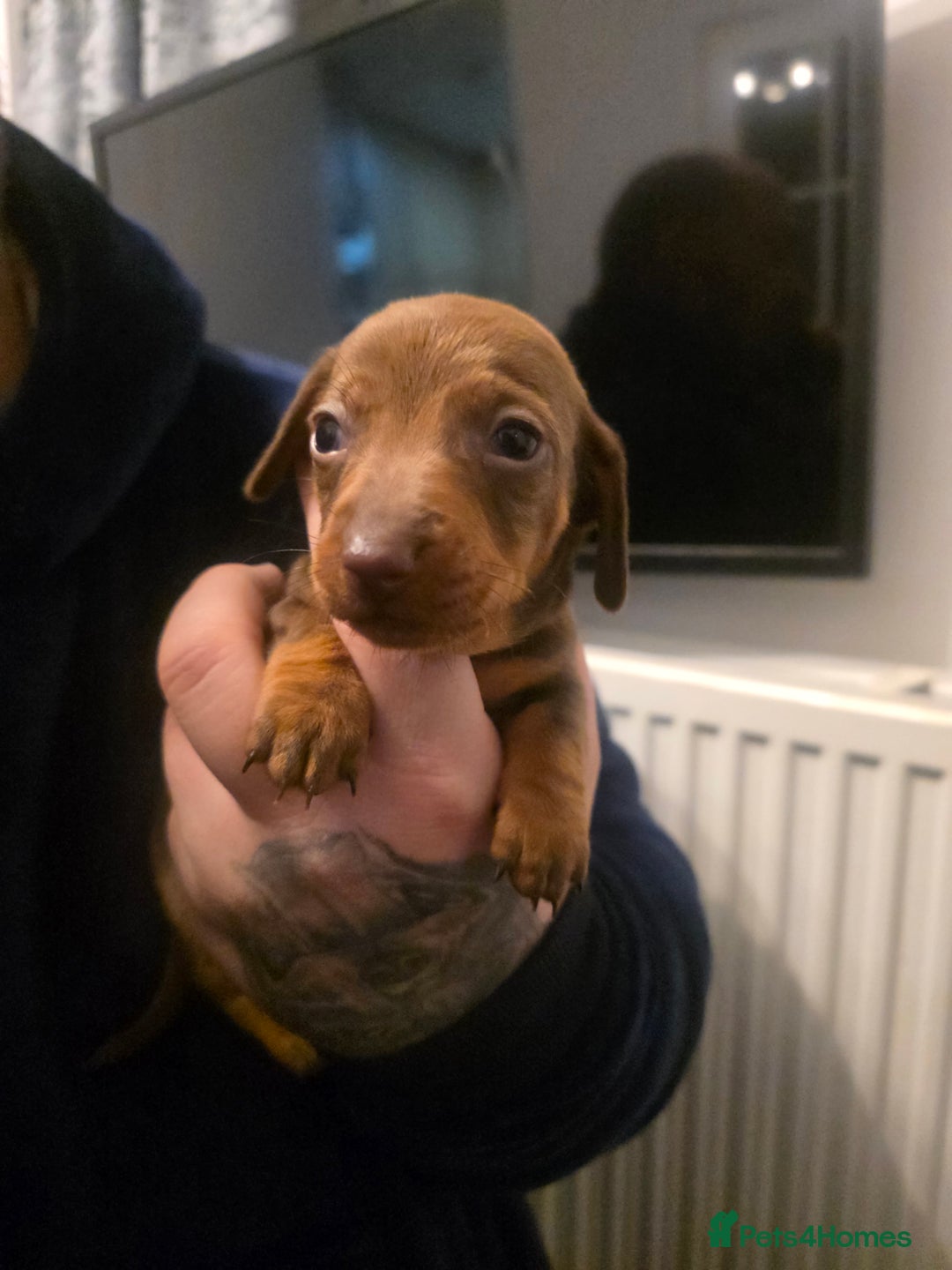 Dachshund dogs for sale: Dachshund  - Advert 20