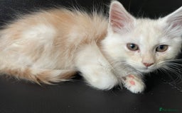 Maine Coon cats for sale: Maine Coon Cross Kittens  - Image 12
