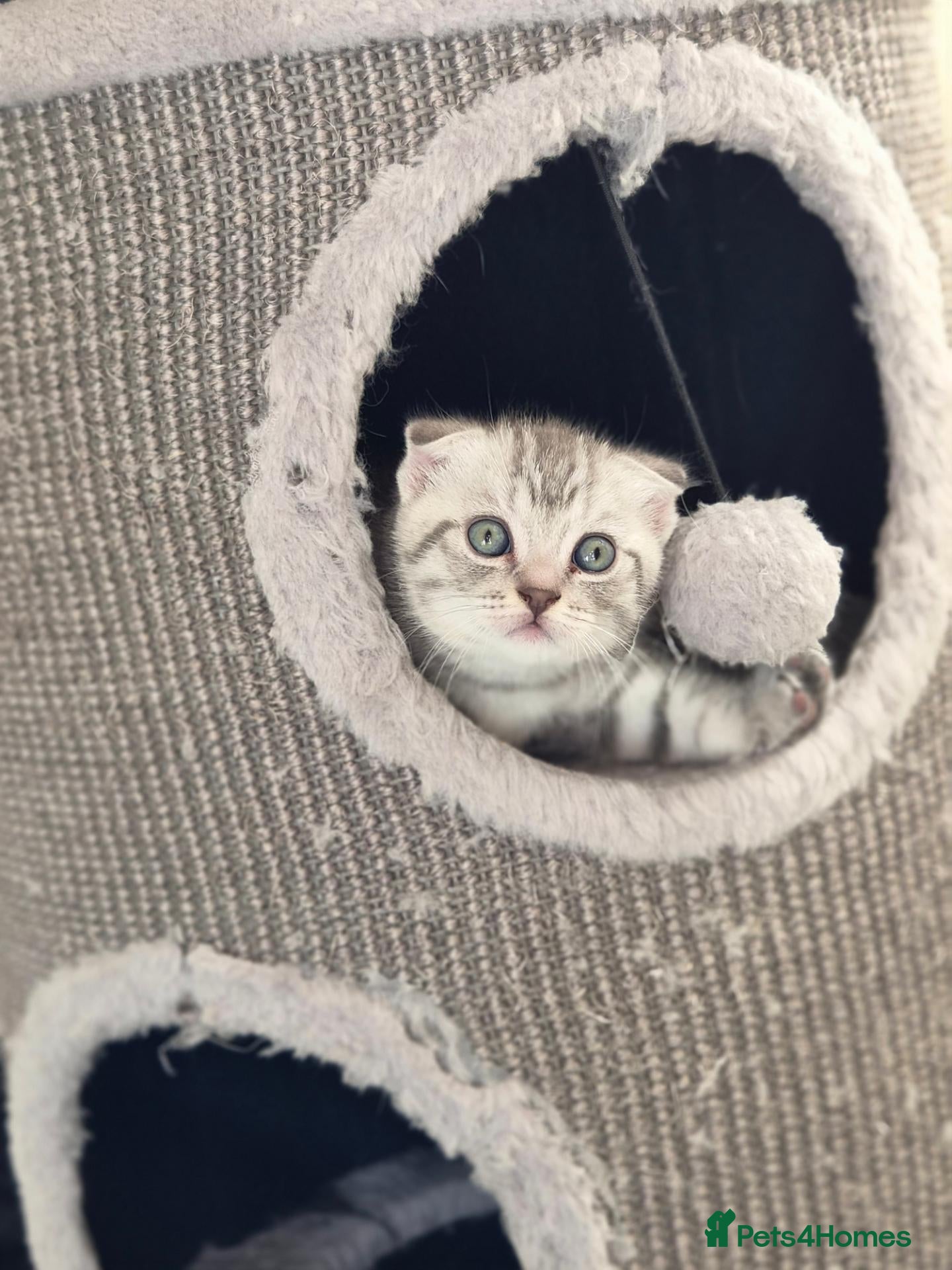 Scottish Fold cats Adorable scottish fold kittens  - Advert 12