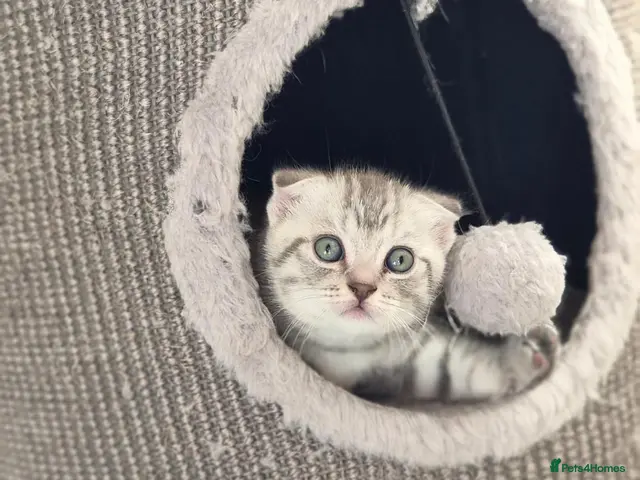 Scottish Fold cats for sale: Adorable scottish fold kittens - Advert 15