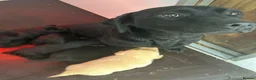 Labrador Retriever dogs for sale: Labrador puppies  - Advert 15