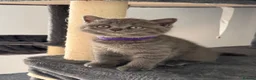 British Shorthair cats for sale: 🐾 5 Gorgeous Female British Shorthair Kittens 🐾 - Advert 22