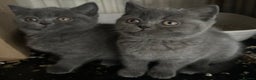 British Shorthair cats for sale: British Shorthair Blues - Advert 3