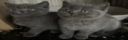 British Shorthair cats for sale: British Shorthair Blues - Advert 3