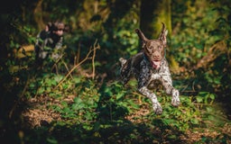 German Shorthaired Pointer dogs for stud: KC Registered German Shorthaired Pointer at Stud in Liverpool - Image 11