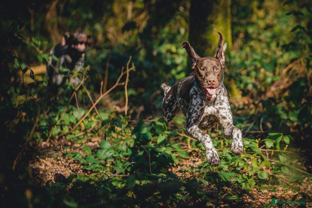 German Shorthaired Pointer dogs for stud: KC Registered German Shorthaired Pointer at Stud in Liverpool - Image 11