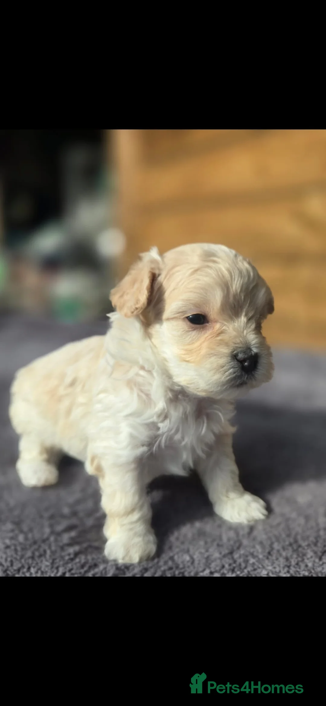 Maltipoo dogs for sale: F1🎀Maltipoo 🎀Luxury rare🎀 KC parents - Advert 20