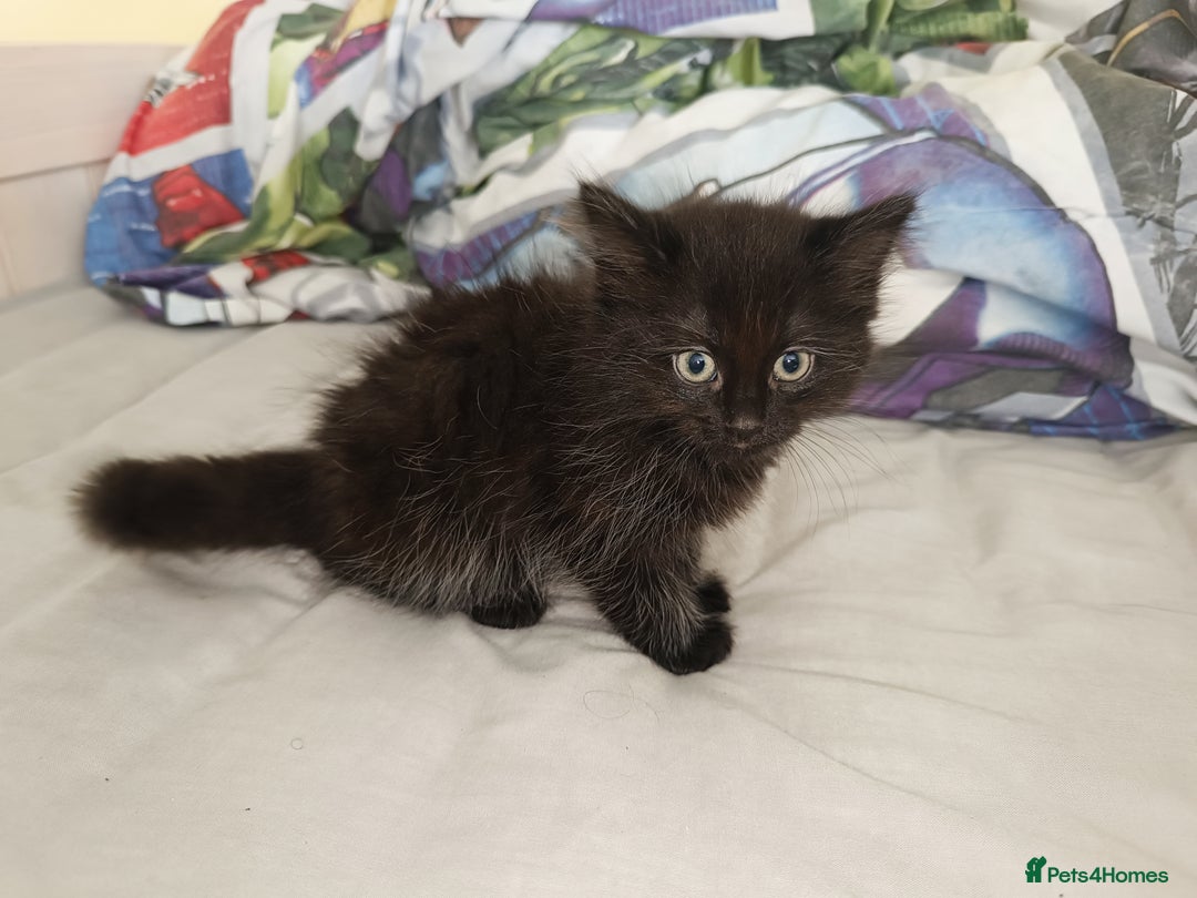 Mixed Breed cats for sale: 4 Kittens Ready to Go - Image 4