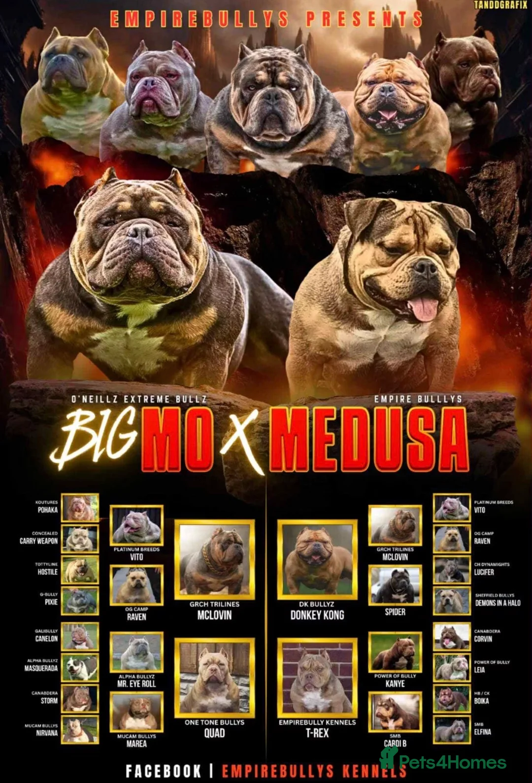 American Bully dogs for sale: Extreme pocket bully  in Warrington - Advert 7