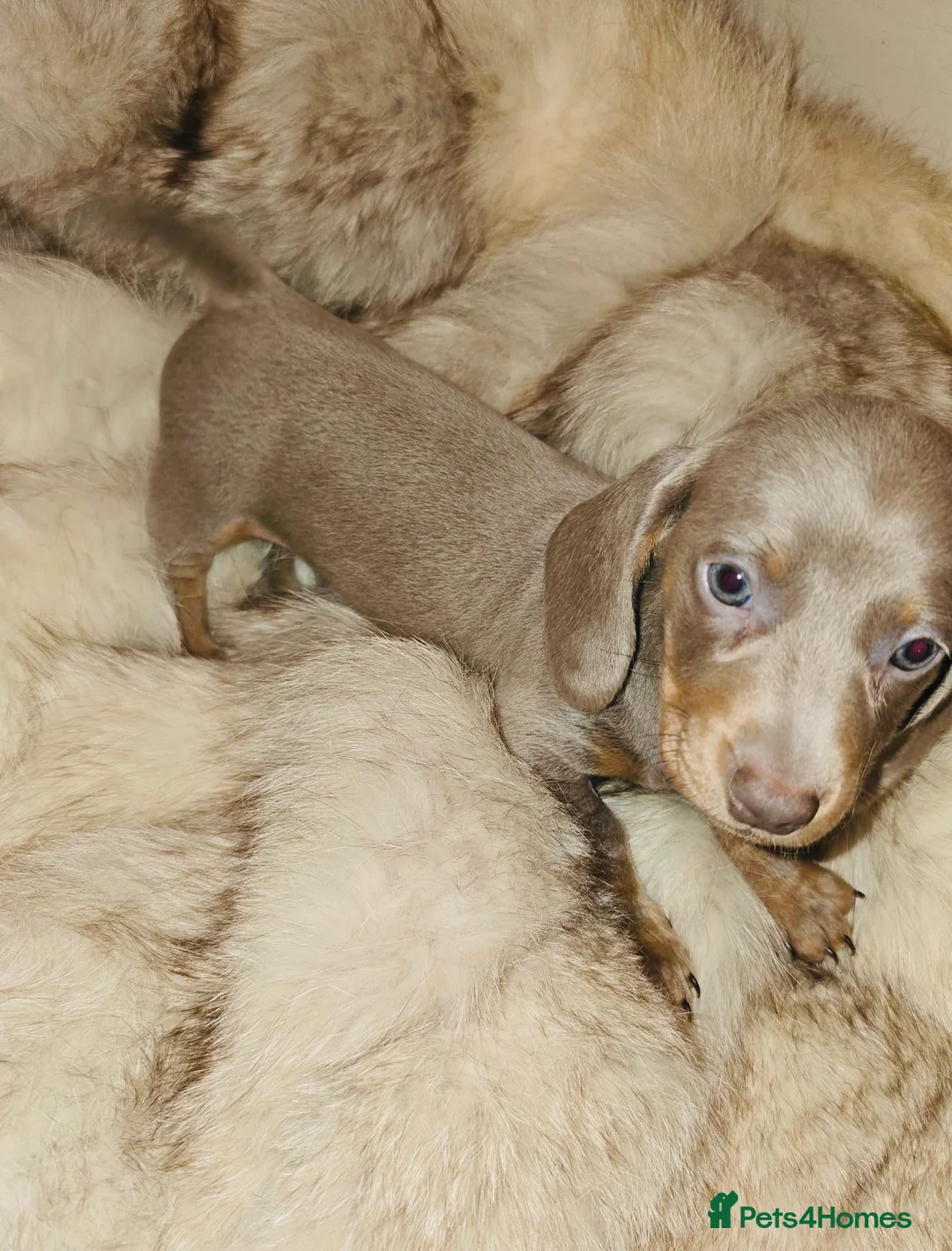 Miniature Dachshund dogs for sale: KC Mini Dachshunds 2 Beautiful girls Ready!! - Advert 6