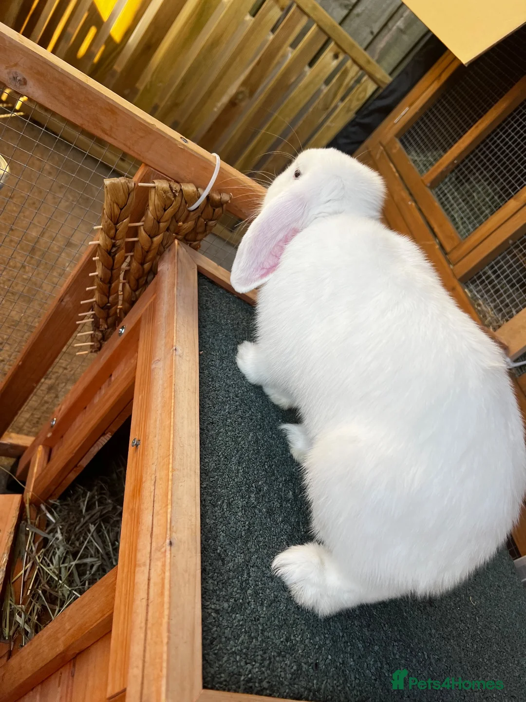 Mini Lop rabbits for sale: 🤍 Beautiful White Male English Lop Bunny 🤍 in Gloucester - Advert 2