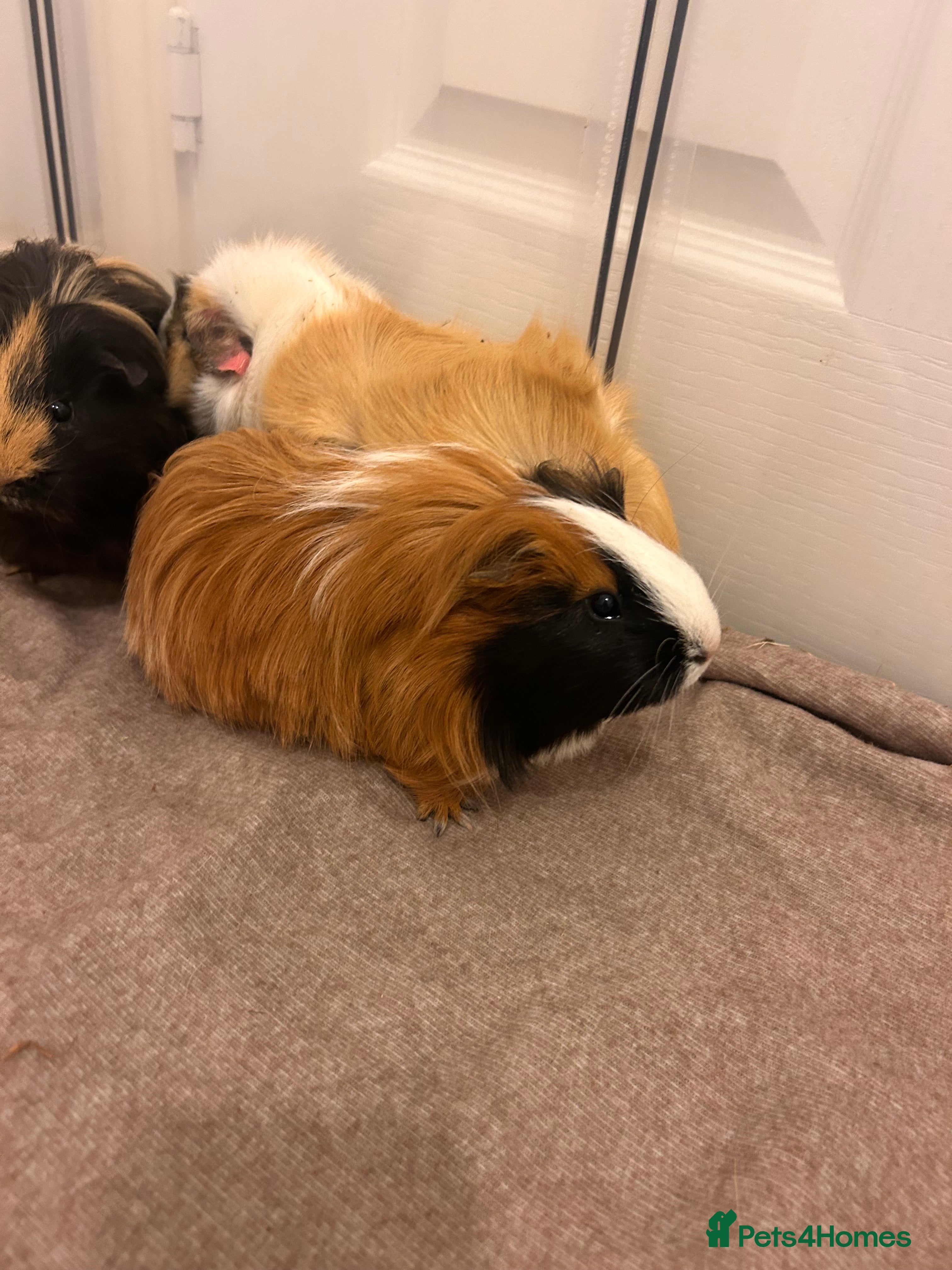 Guinea Pig rodents Gorgeous female guinea pigs - Advert 1