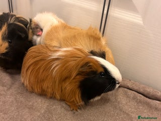 Guinea Pig rodents Gorgeous female guinea pigs - Advert 1