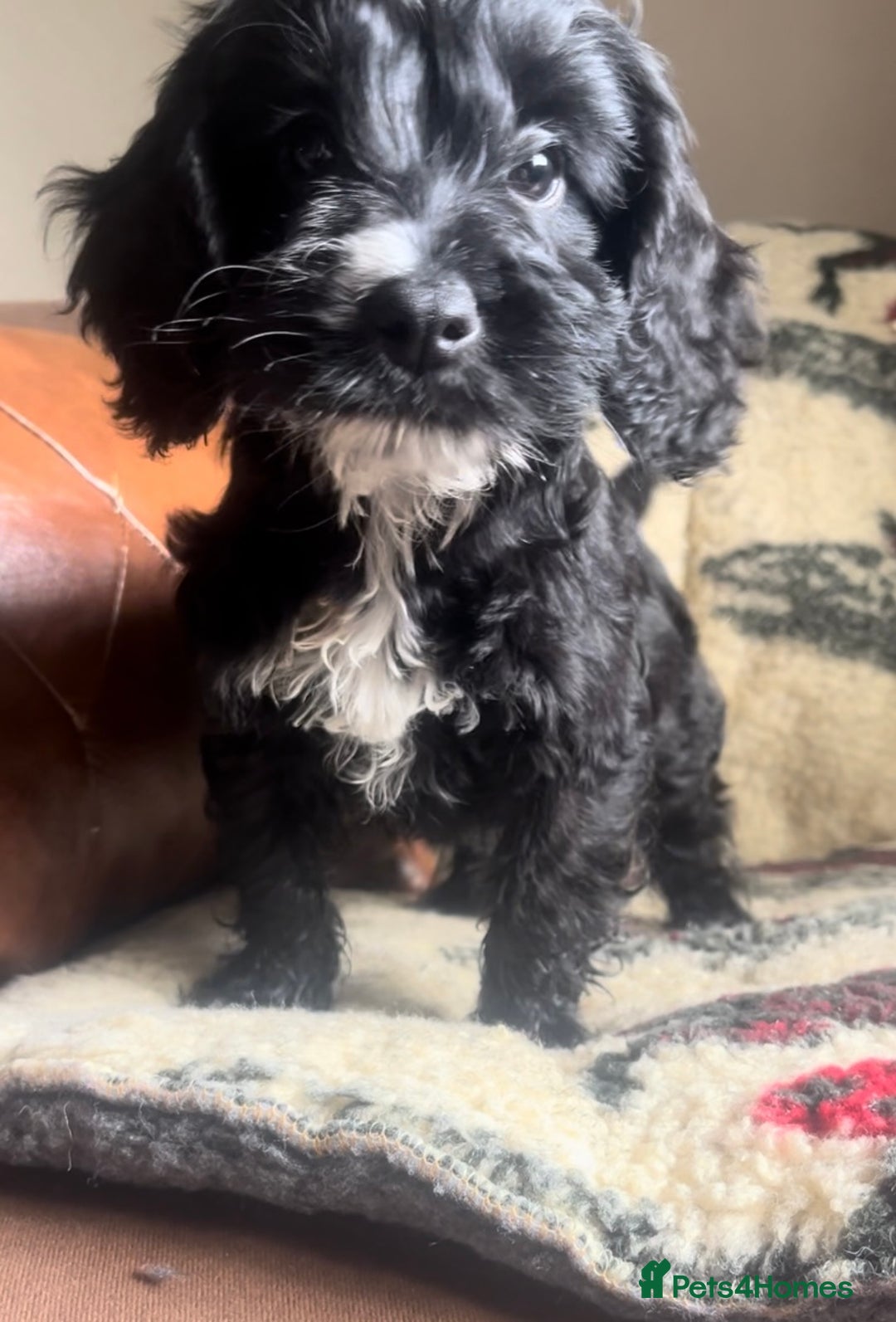 Cockapoo dogs for sale: 1st vac! Extensively health tested F1 cockerpoos   in Goole - Image 24