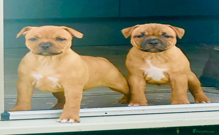 Staffordshire Bull Terrier dogs - Advert 4