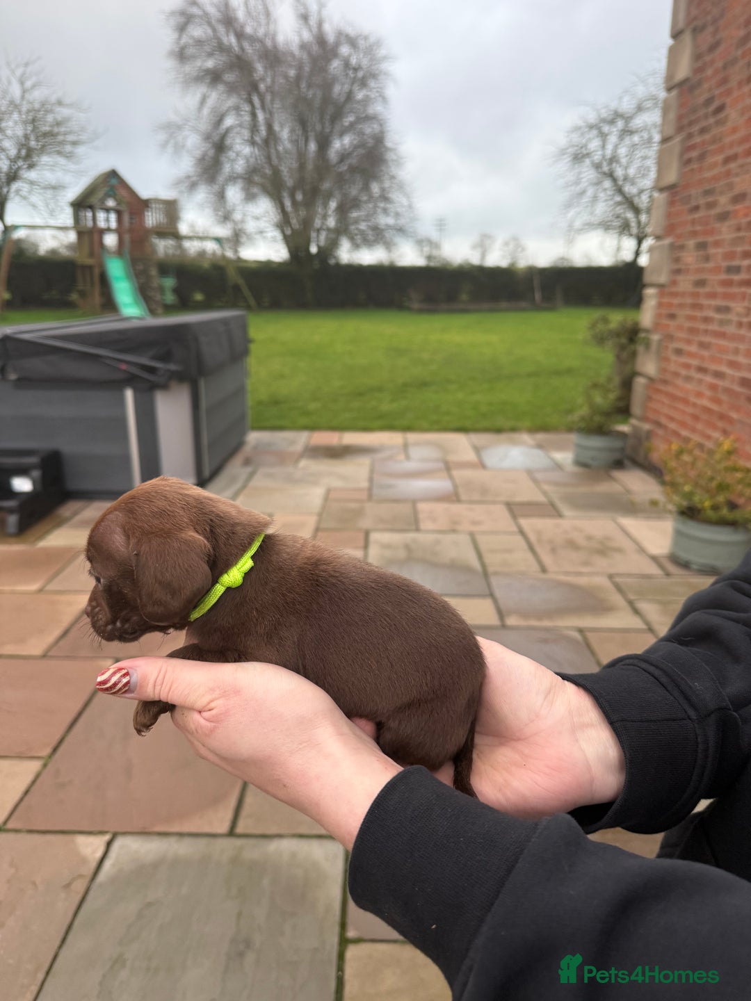 Mixed Breed dogs for sale: COCKER SPANIEL X PATERDALE TERRIER - Advert 9