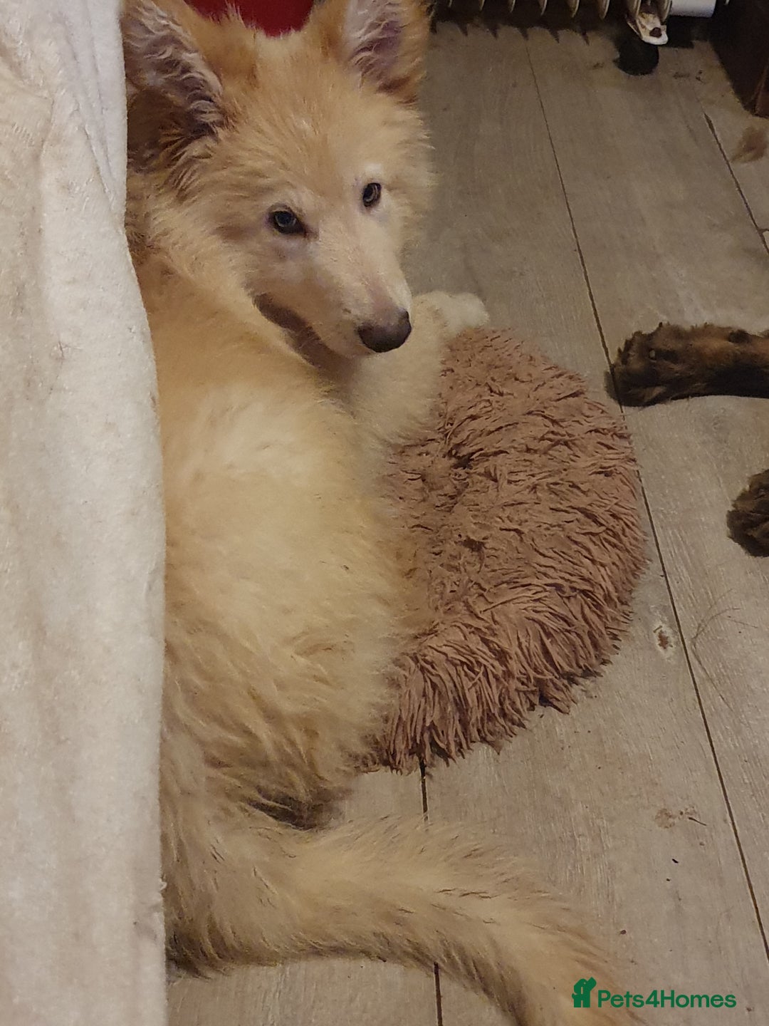 German Shepherd dogs for sale: Stunning white puppy 6 months old ready now in Horsham - Image 6