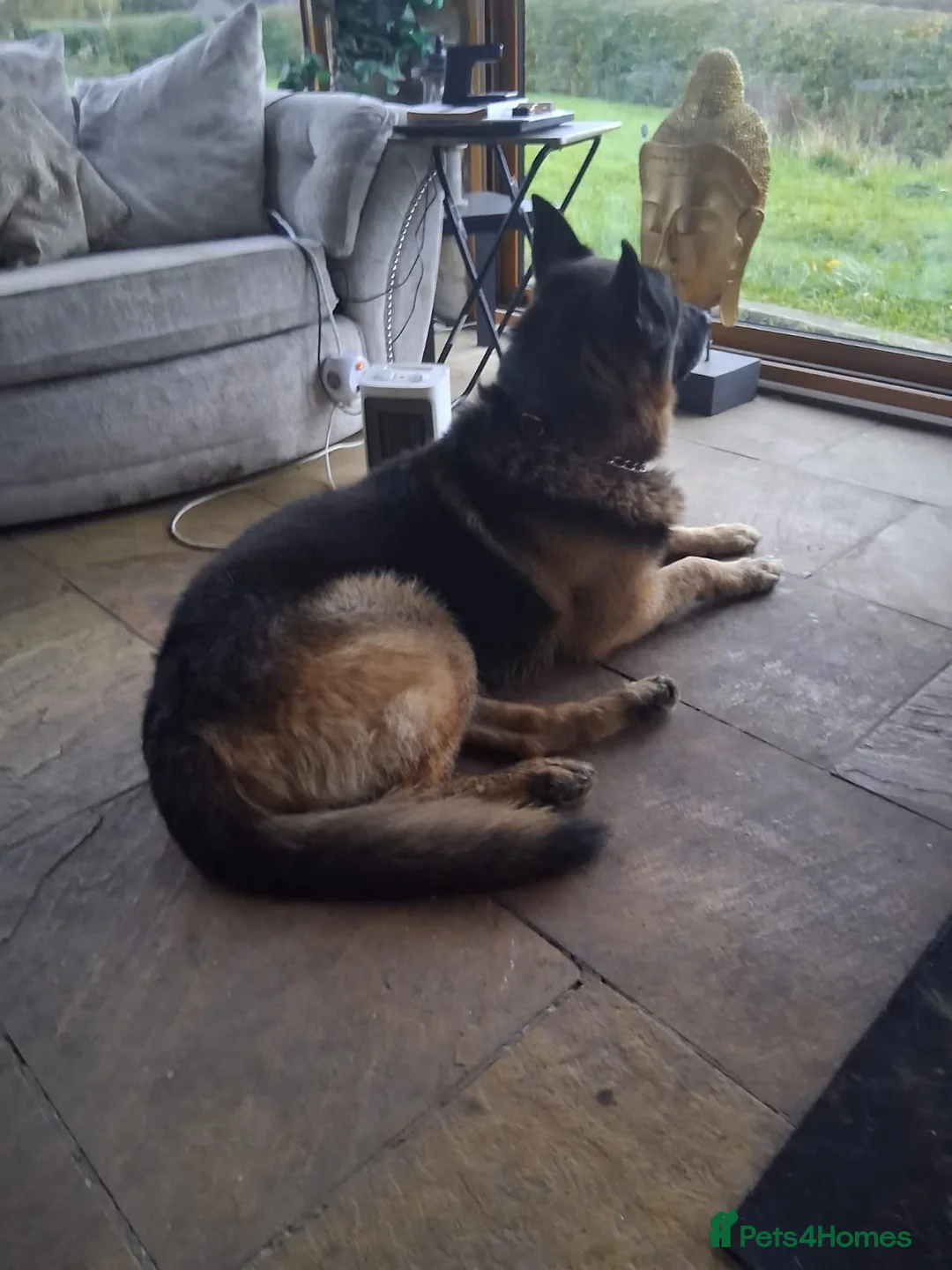 German Shepherd dogs for sale: Paddington bear German shepherd - Advert 2