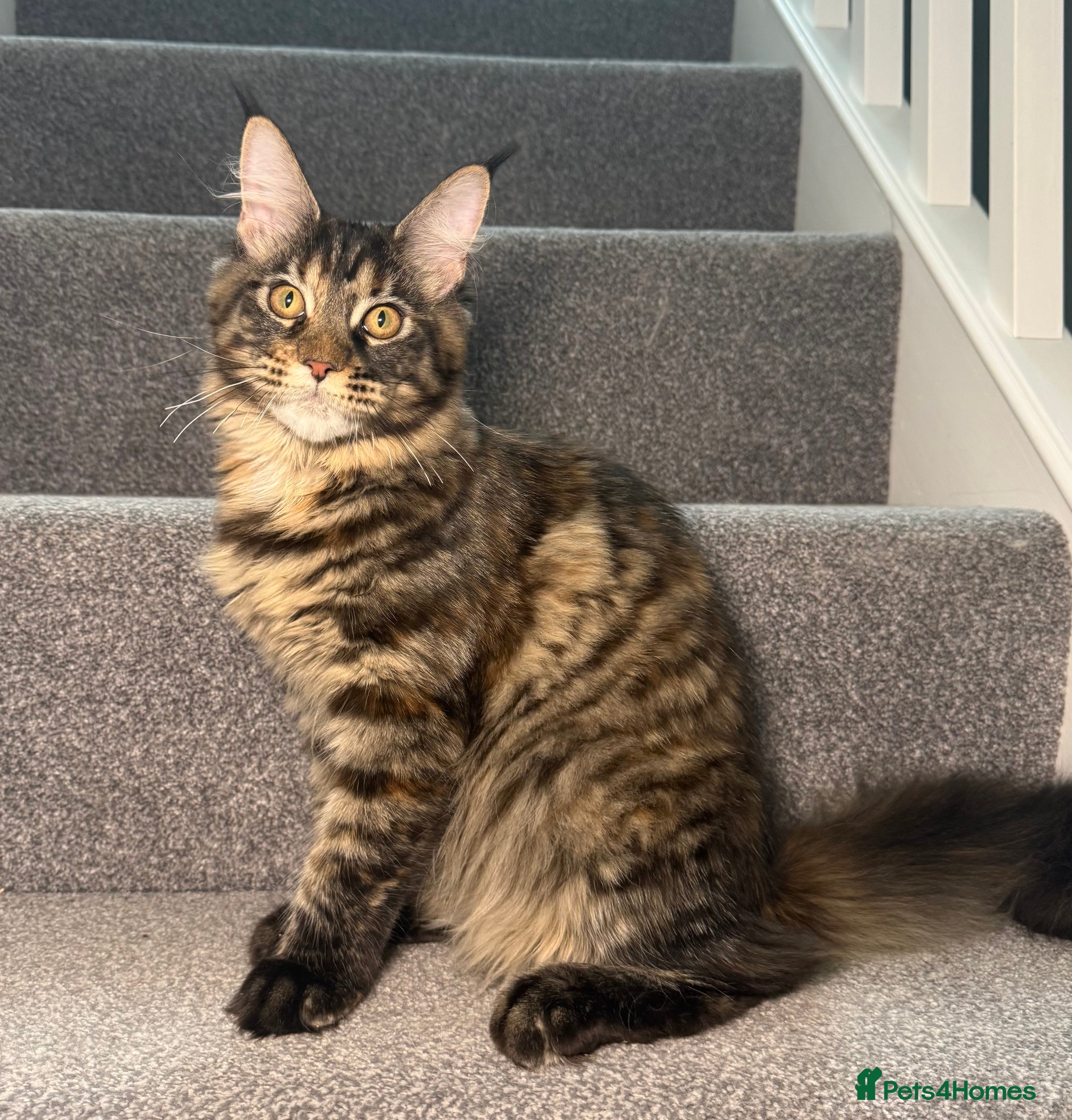 Maine Coon cats Champion line kittens , 2 girls left☺️ - Advert 1