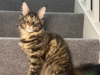 Maine Coon cats Champion line kittens , 2 girls left☺️ - Advert 1