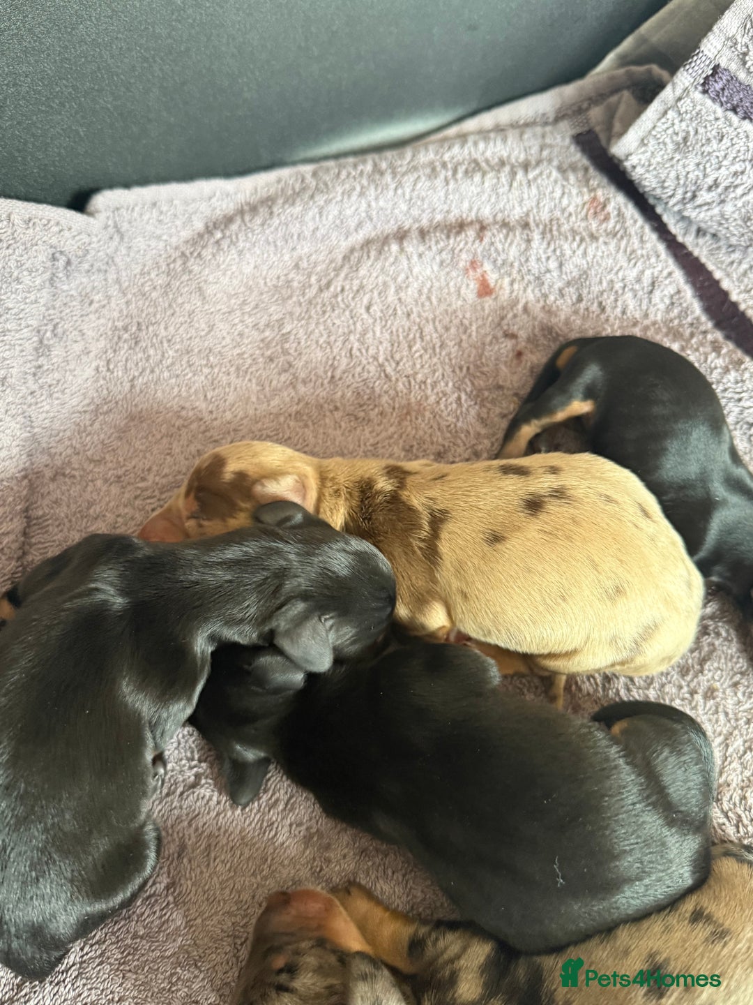 Dachshund dogs for sale: Litter of standard Dachshund  - Image 11