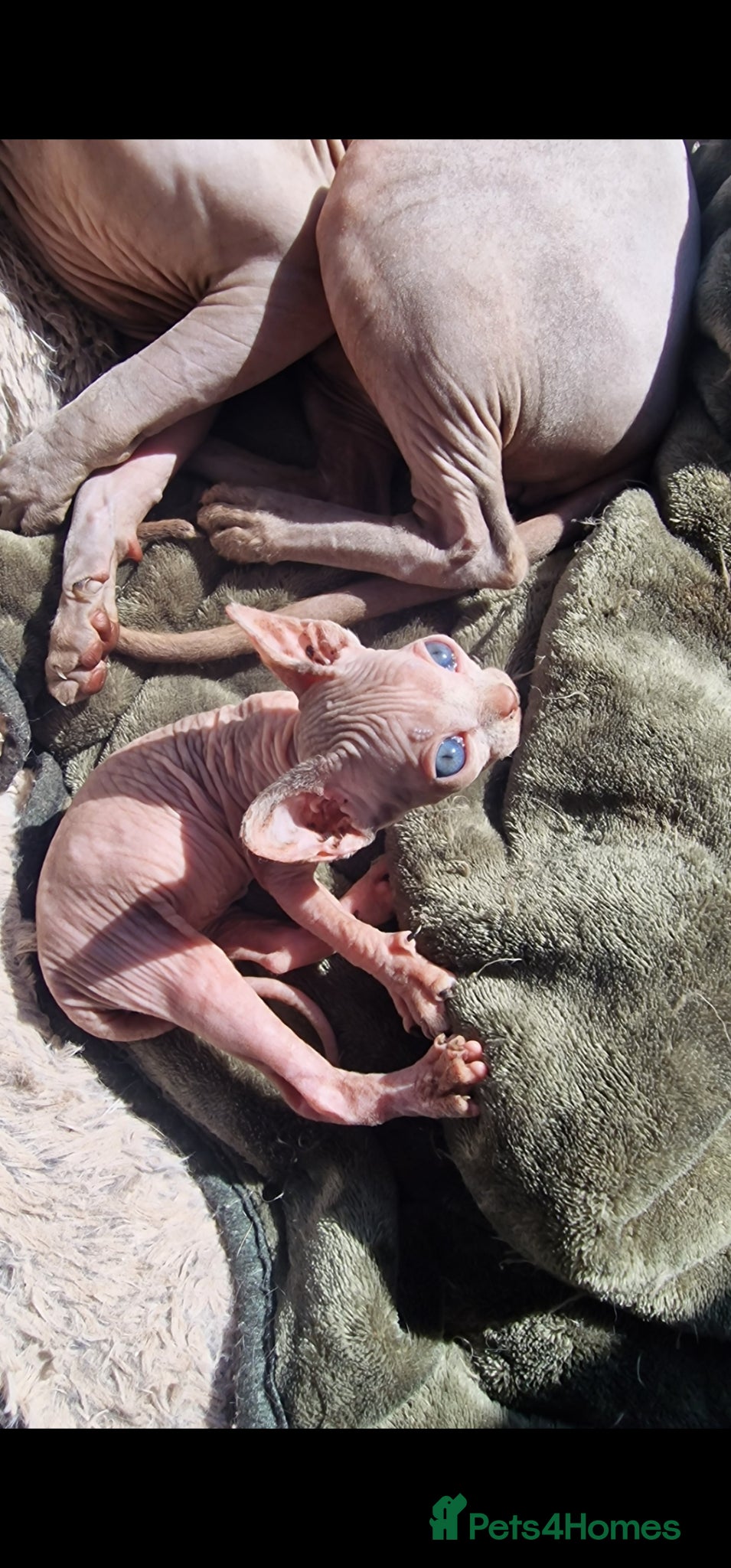 Sphynx cats Reduced! Last little sphynx girl - Advert 2