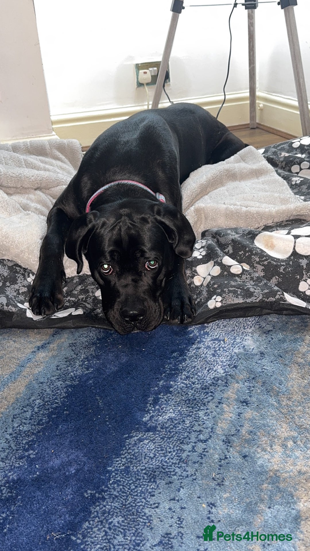 Cane Corso dogs for sale: 1.5 year old cane corso  - Advert 2