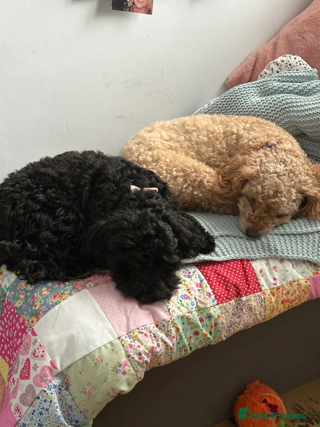 Cockapoo dogs for sale: Betty  - Advert 2