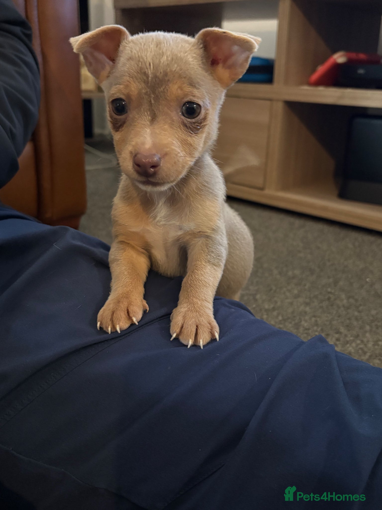 Jack Russell dogs Mini Lilac and Tan Jack Russell Pups 💜 - Advert 1