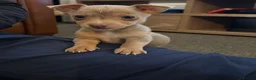 Jack Russell dogs for sale: Mini Lilac and Tan Jack Russell Pups 💜 - Advert 1