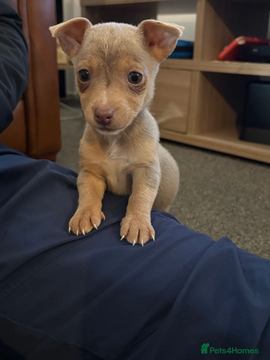 Jack Russell dogs for sale: Mini Lilac and Tan Jack Russell Pups 💜 - Advert 1