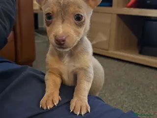 Jack Russell dogs Mini Lilac and Tan Jack Russell Pups 💜 - Advert 1