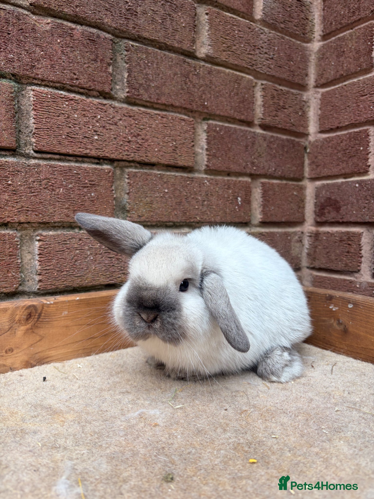 Mini Lop rabbits Seal point buck  - Advert 10
