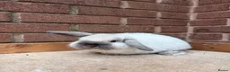 Mini Lop rabbits for sale: Seal point buck  - Advert 1