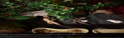 Leopard Gecko reptiles for sale: X2 Female Leopard Gecko's - Advert 13