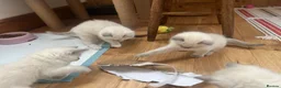 Ragdoll cats for sale: Beautiful ragdoll kittens blue and mitted - Advert 26