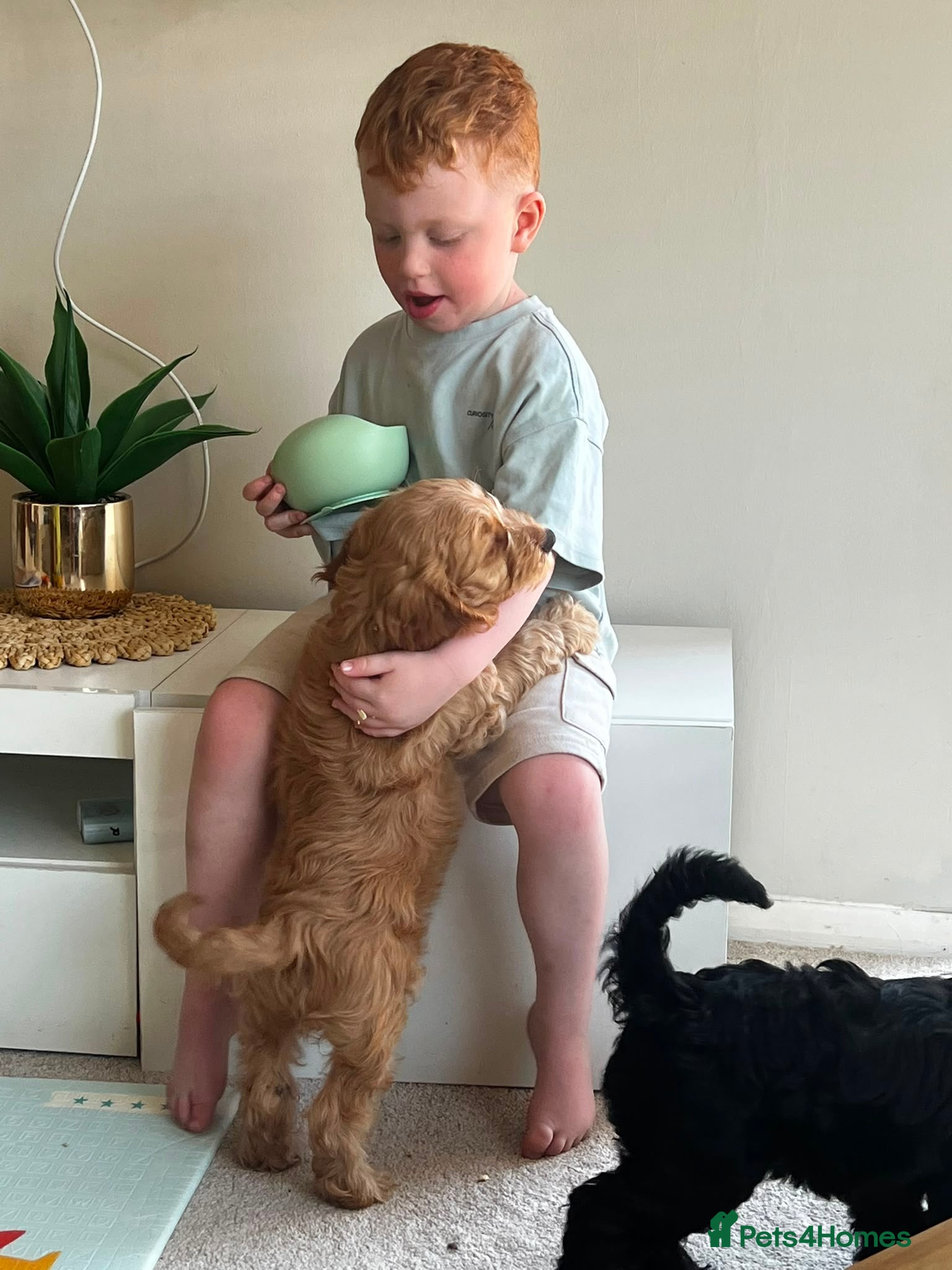 Cockapoo dogs 🩷💙 Adorable cockapoo pups 🐶  - Advert 2