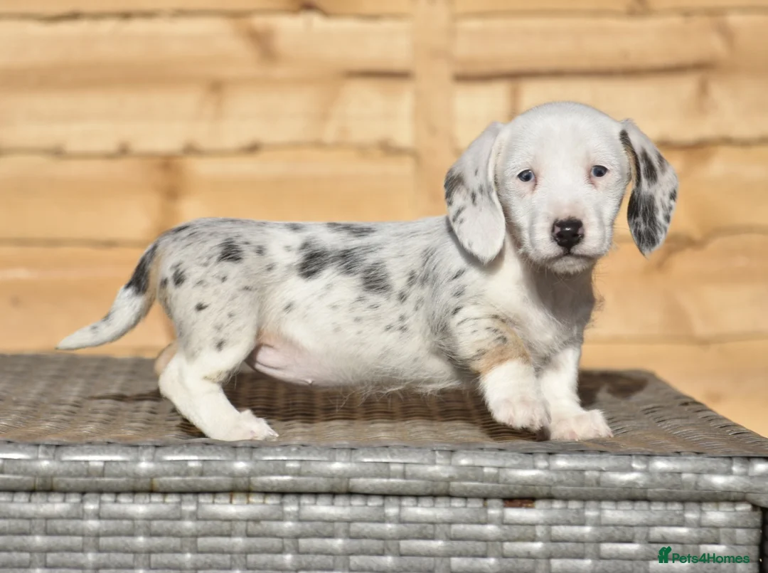 Dachshund dogs for sale: Adorable dachshund litter - Advert 2