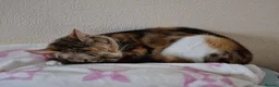 Mixed Breed cats for sale: Beautiful female cat  - Advert 4