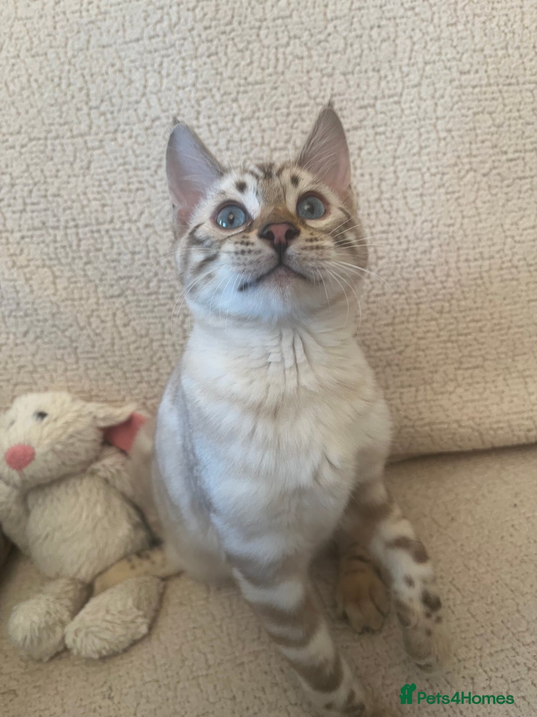 Bengal cats for sale: OUTSTANDING TICA reg BENGAL KITTENS - Advert 1
