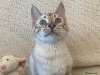 Bengal cats OUTSTANDING TICA reg BENGAL KITTENS - Advert 4